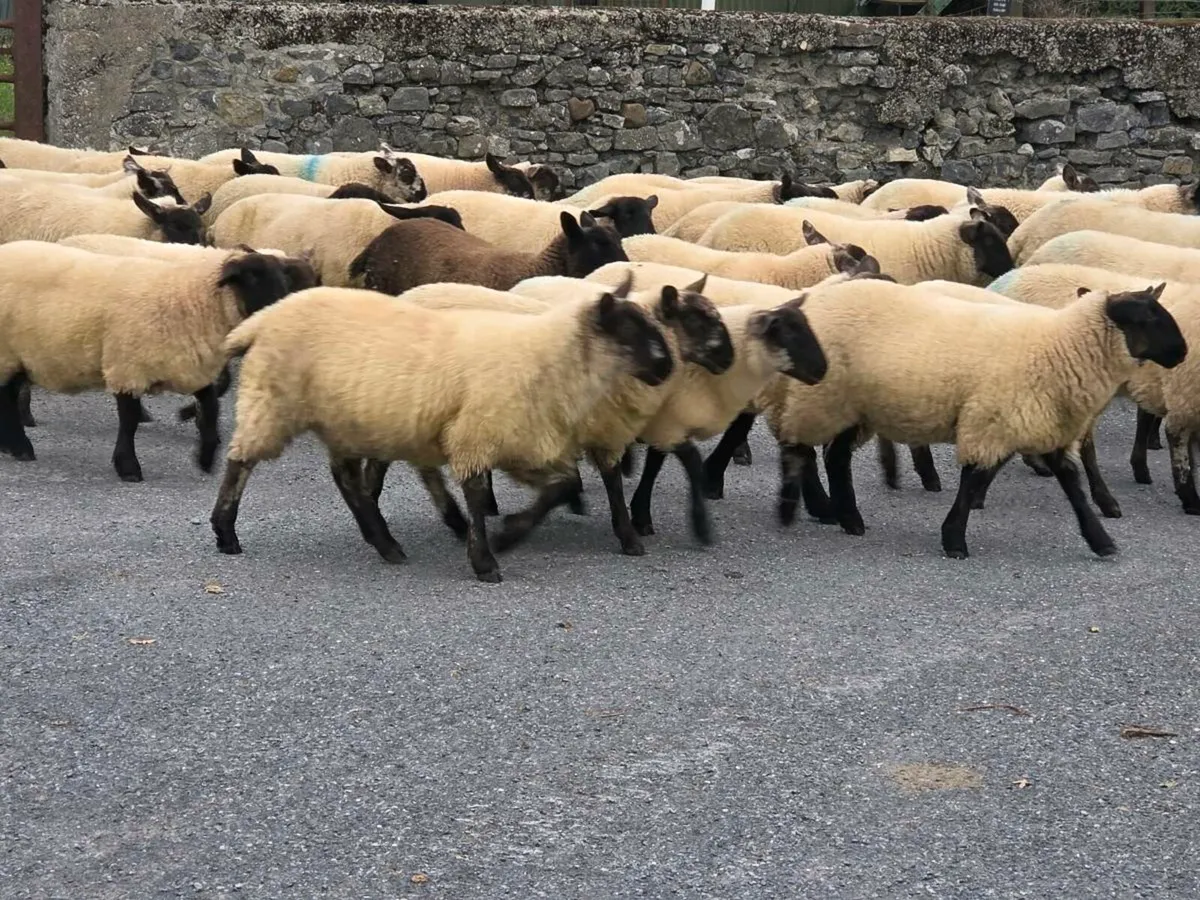 Ewe lambs - Image 2