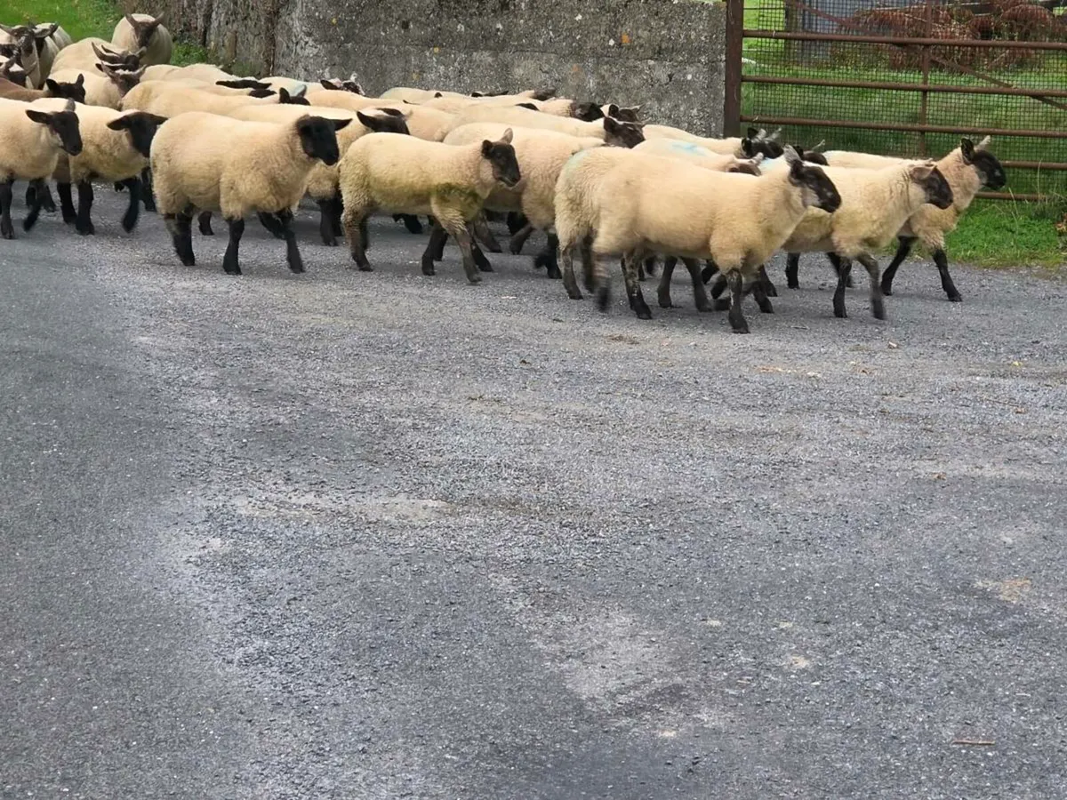 Ewe lambs - Image 3