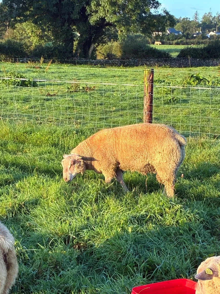 Sheep - Image 2