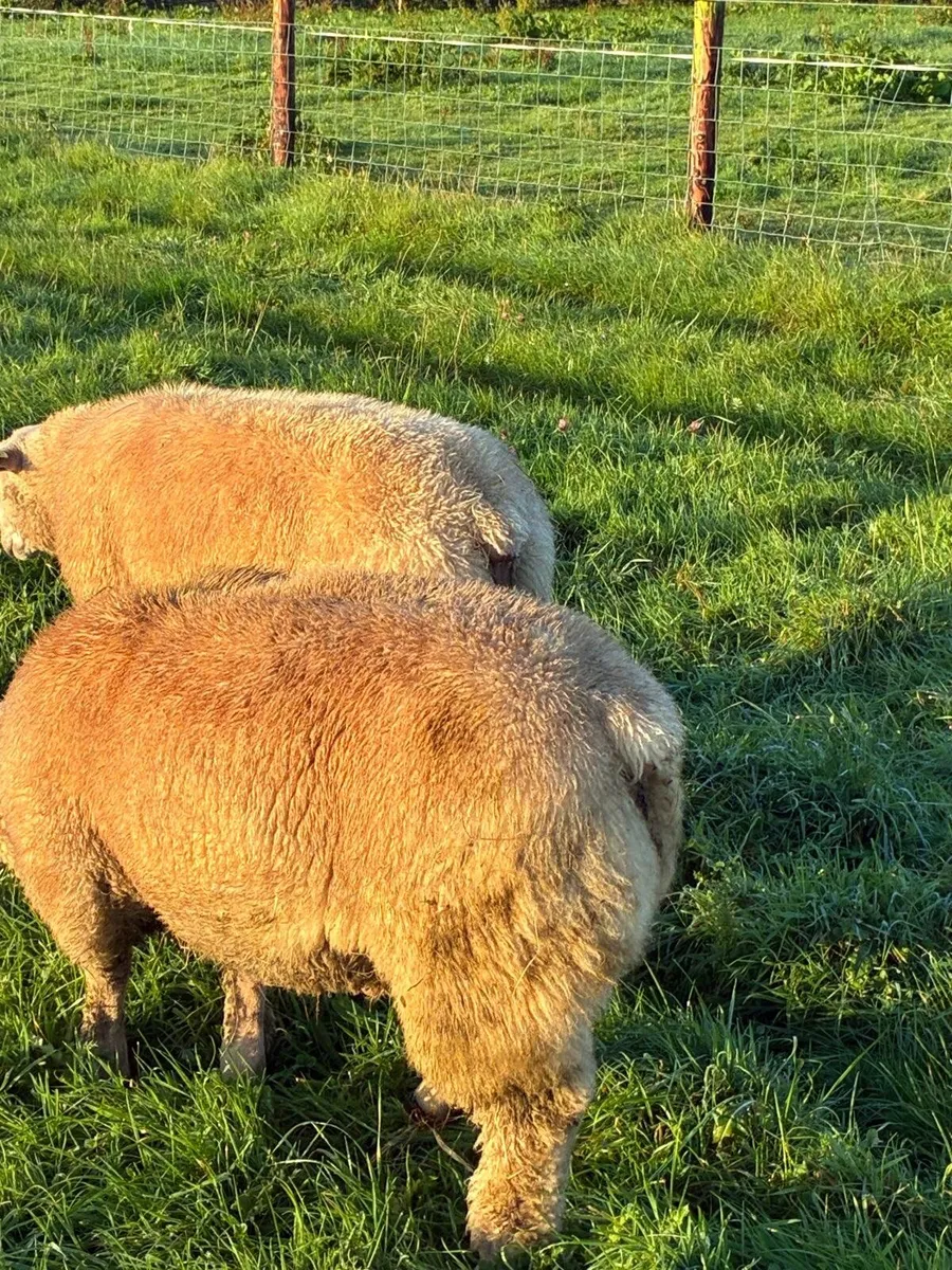 Sheep - Image 3