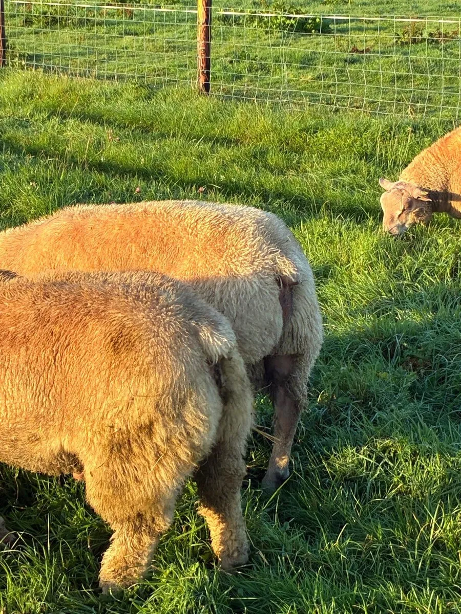 Sheep - Image 4