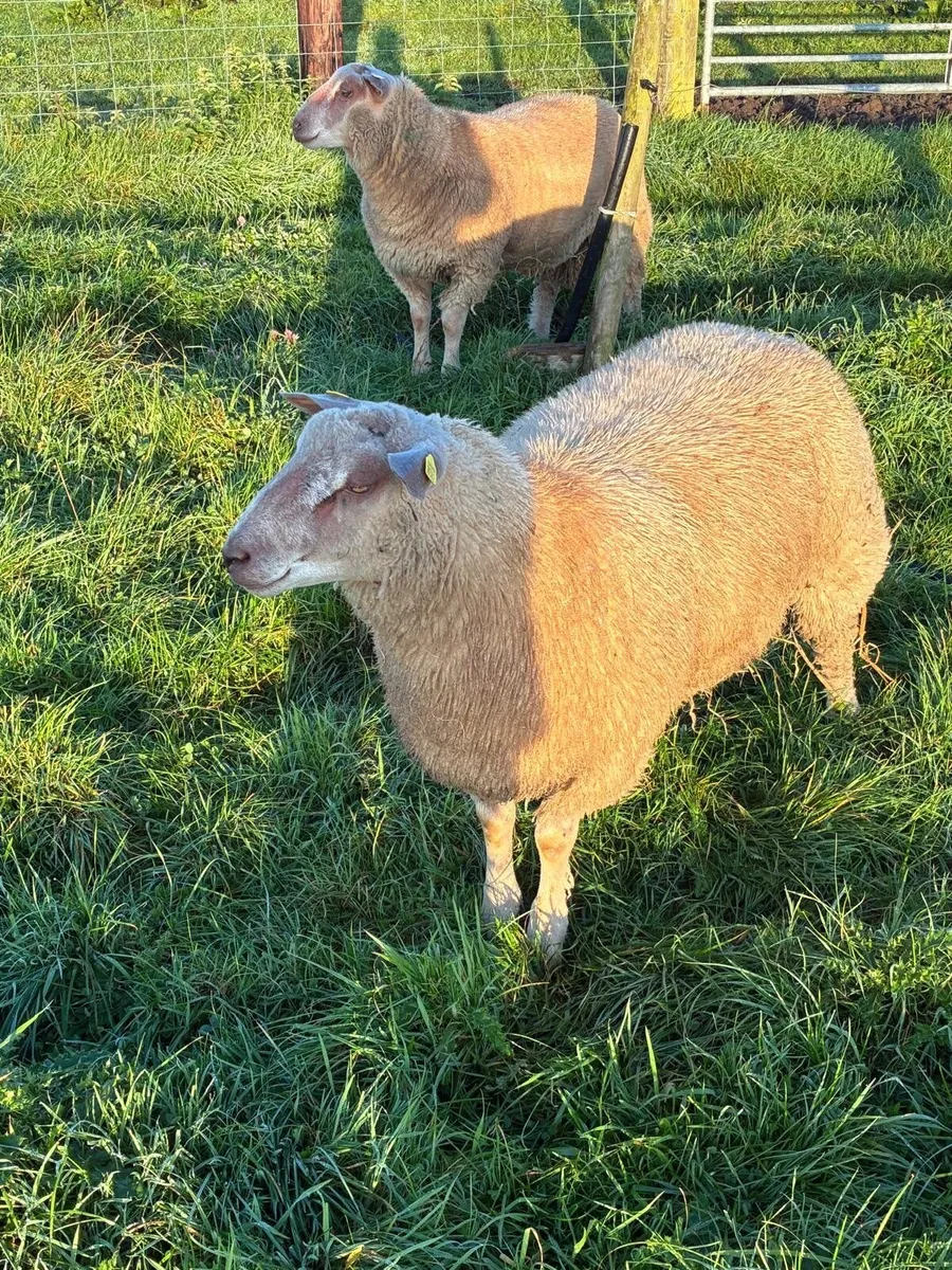 Sheep - Image 1
