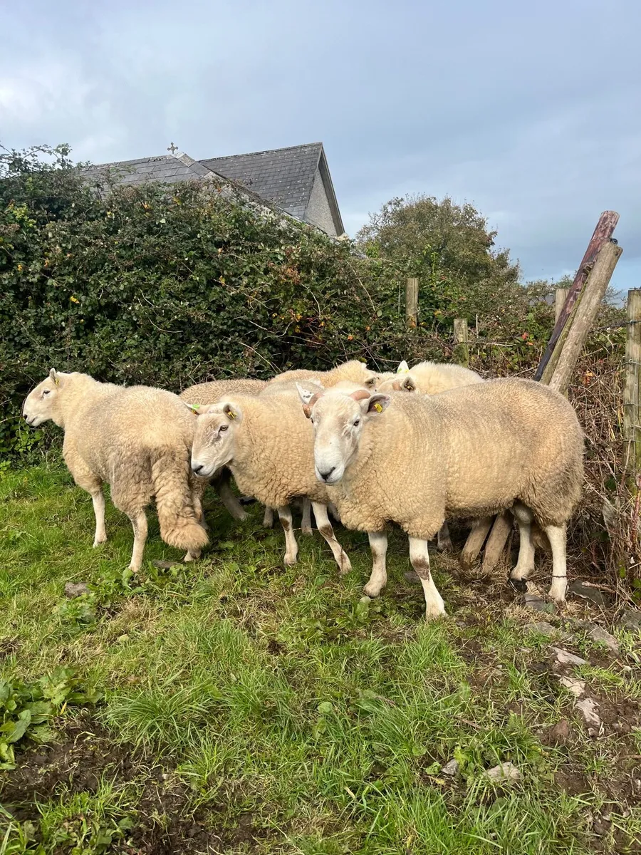 Sheep - Image 1