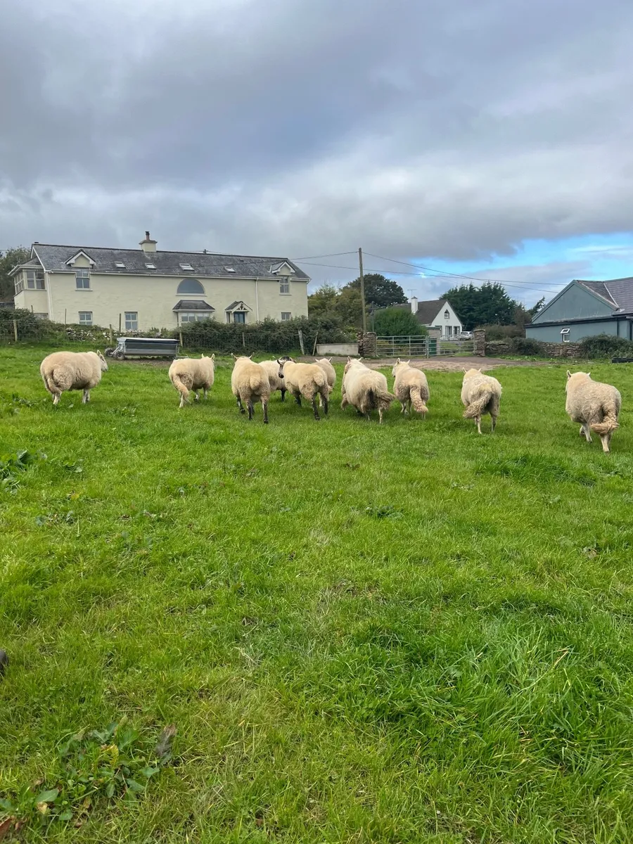 Sheep - Image 2
