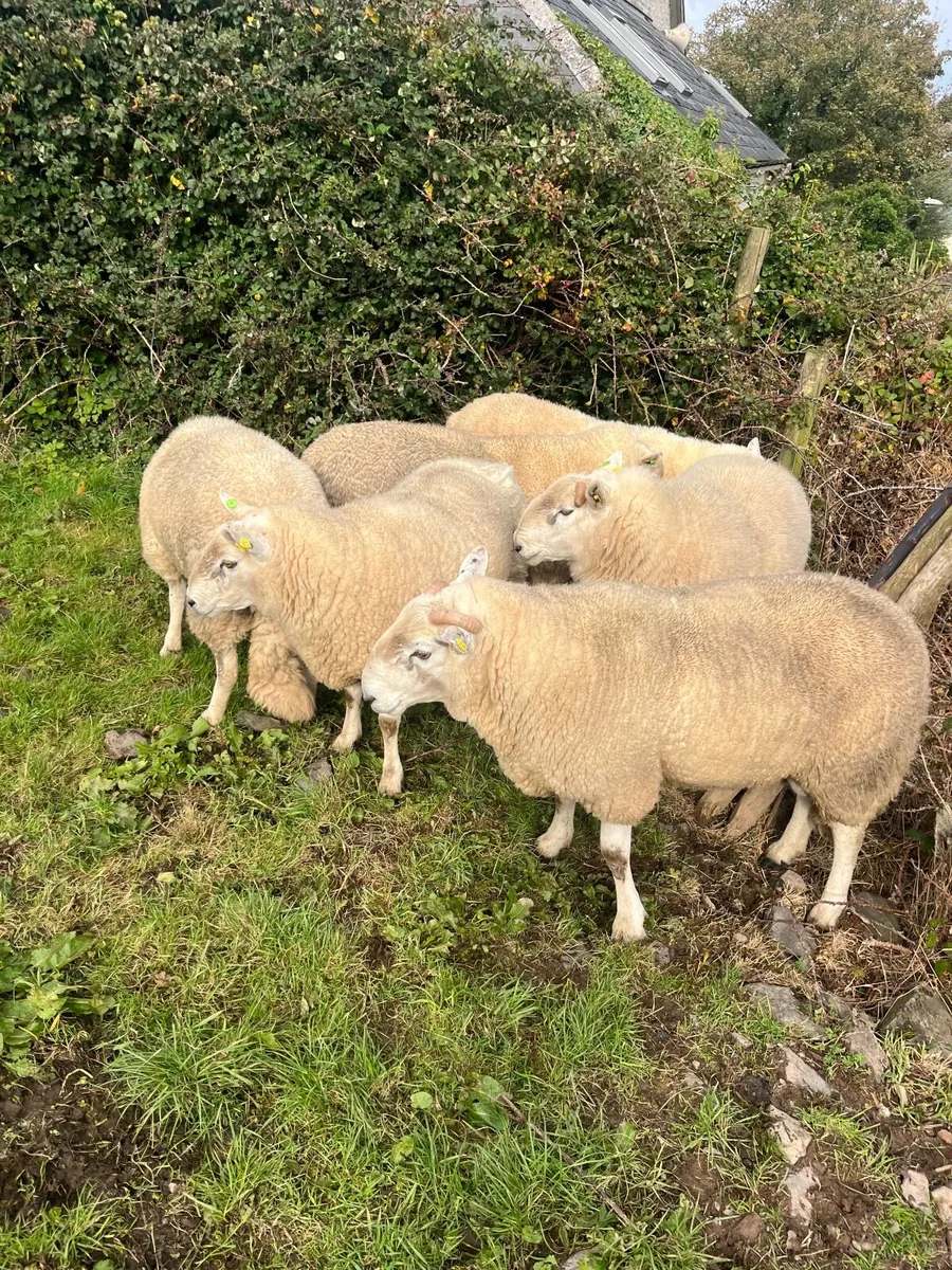 Sheep - Image 3