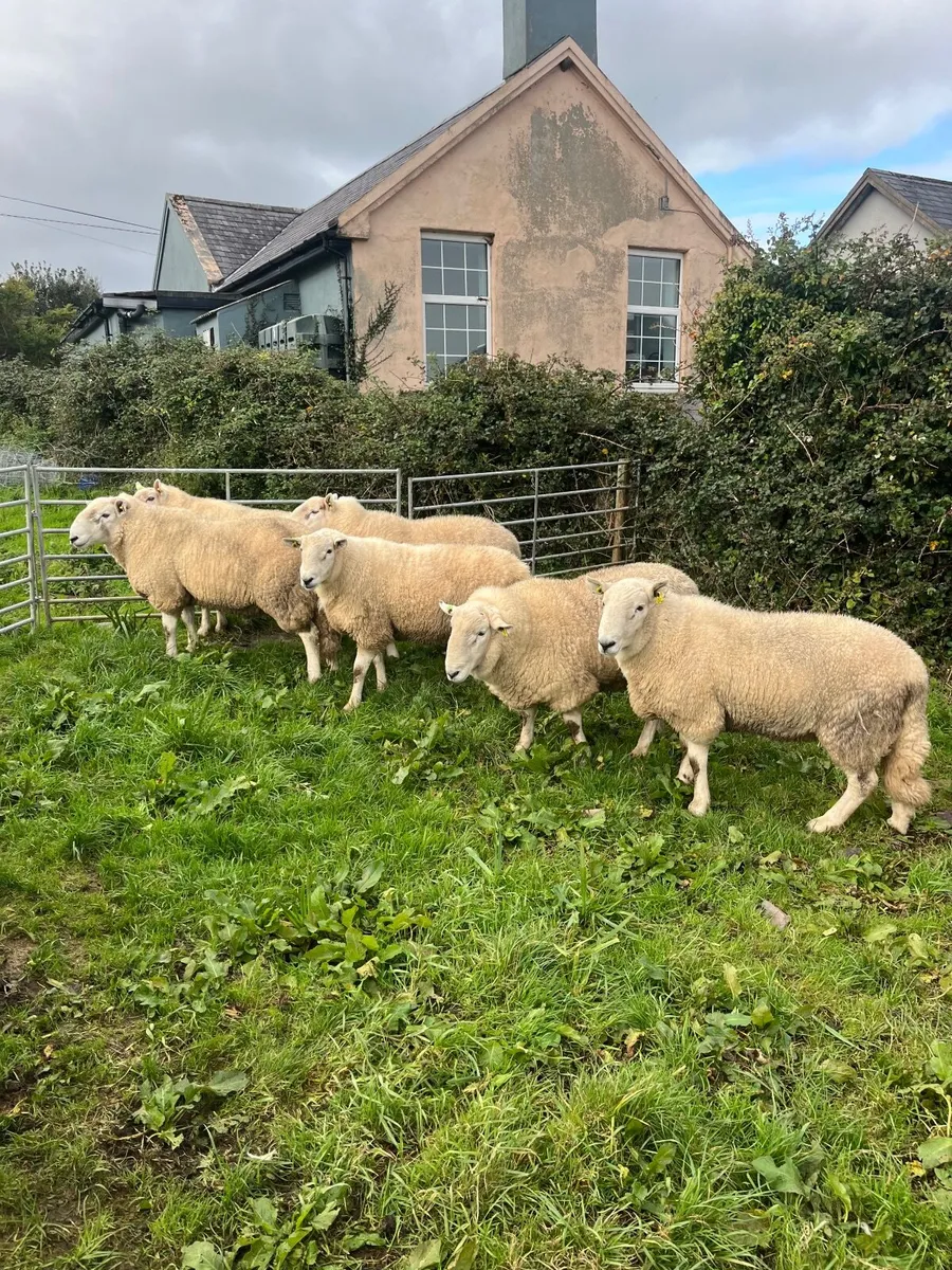 Sheep - Image 4