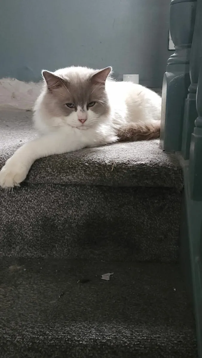 Ragdoll kittens - Image 3