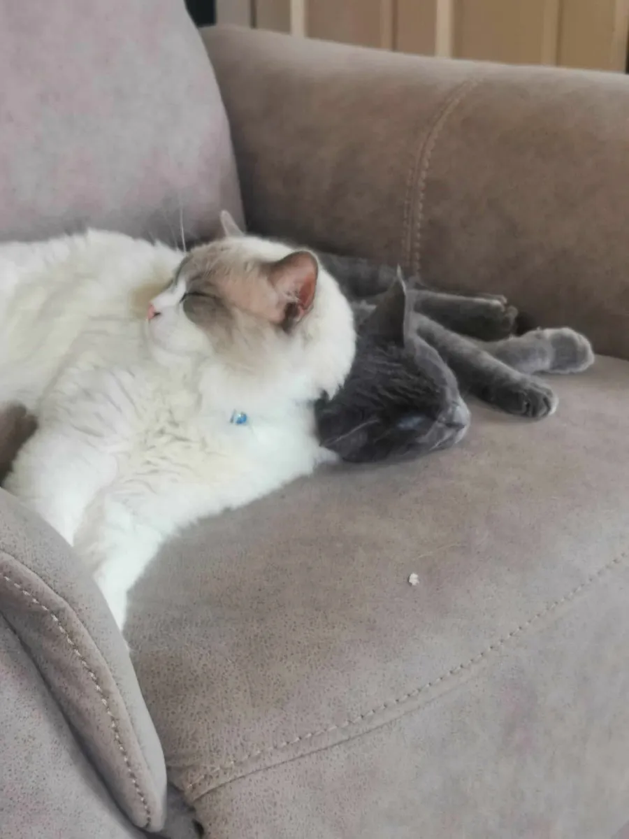 Ragdoll kittens - Image 4