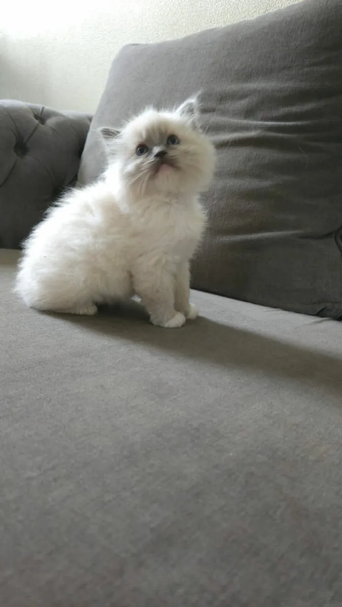 Ragdoll kittens - Image 2