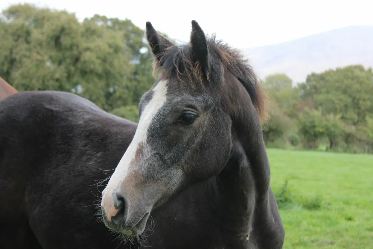 Colt foal by Caspar 232 - Image 1