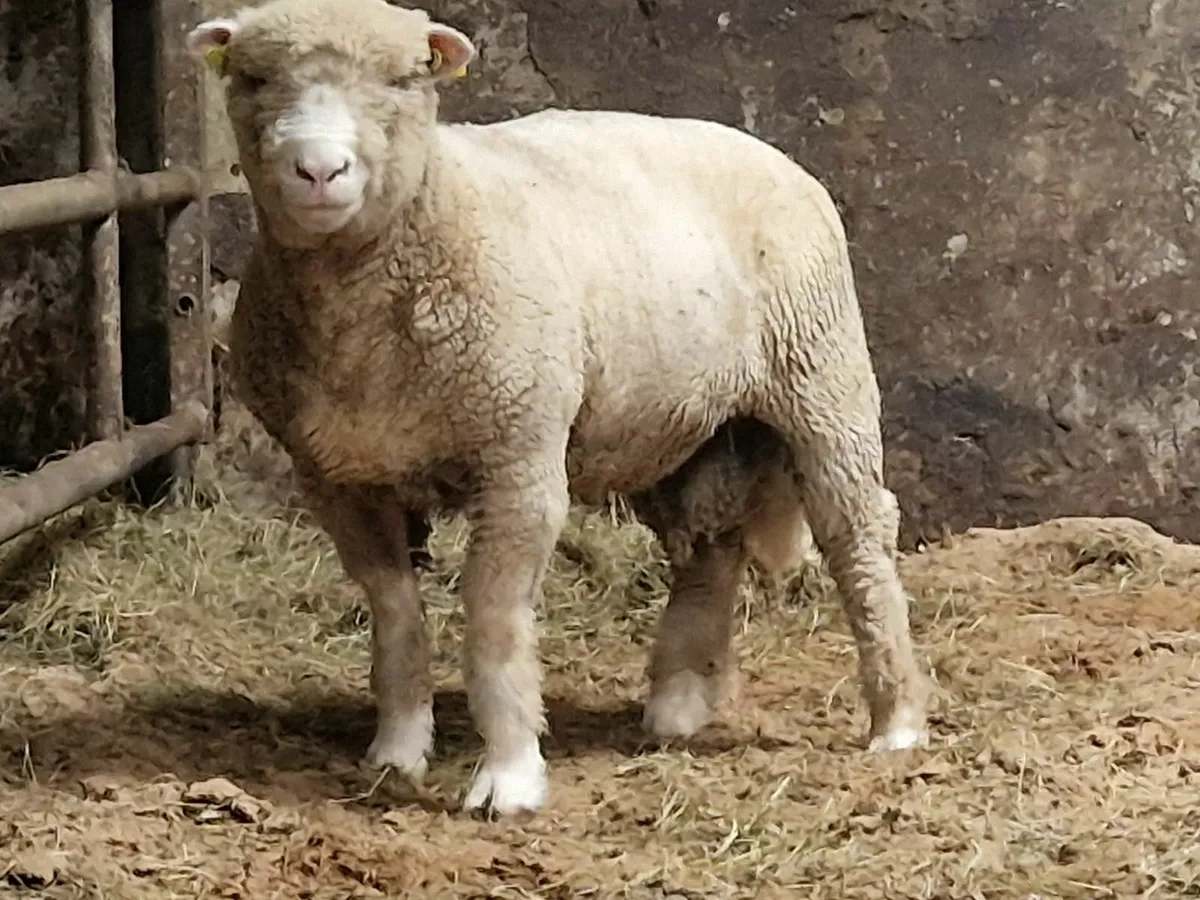 Dorset Ram - Image 2