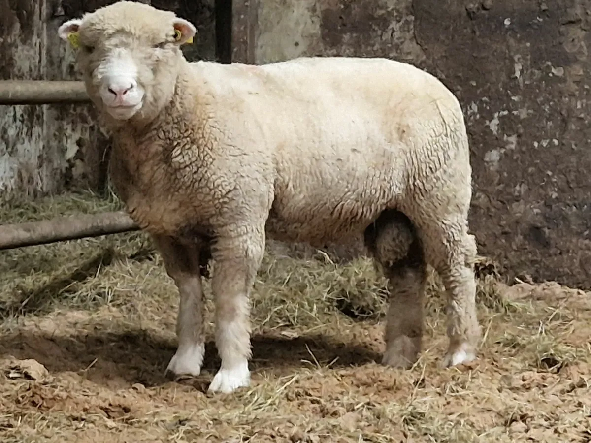 Dorset Ram - Image 1