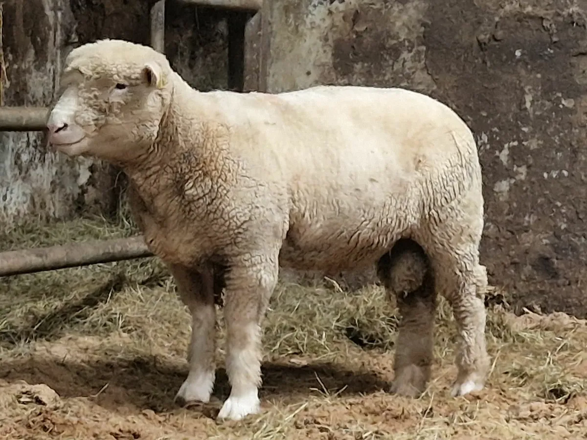 Dorset Ram - Image 3