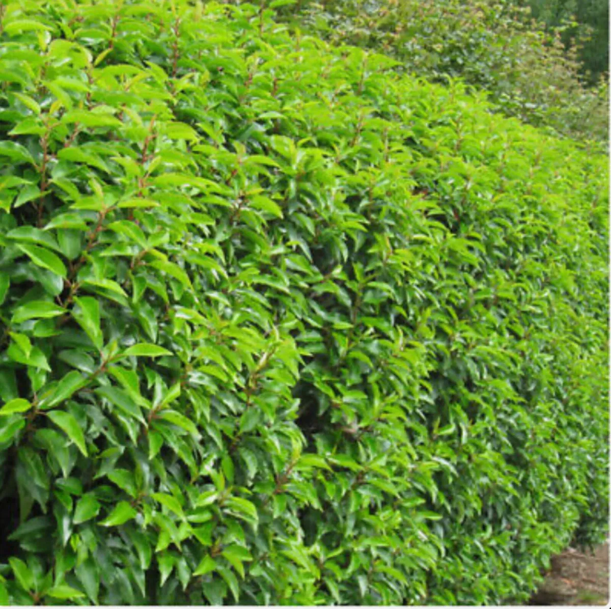 Portuguese Laurel Hedging Plants in Pots €3 - Image 1