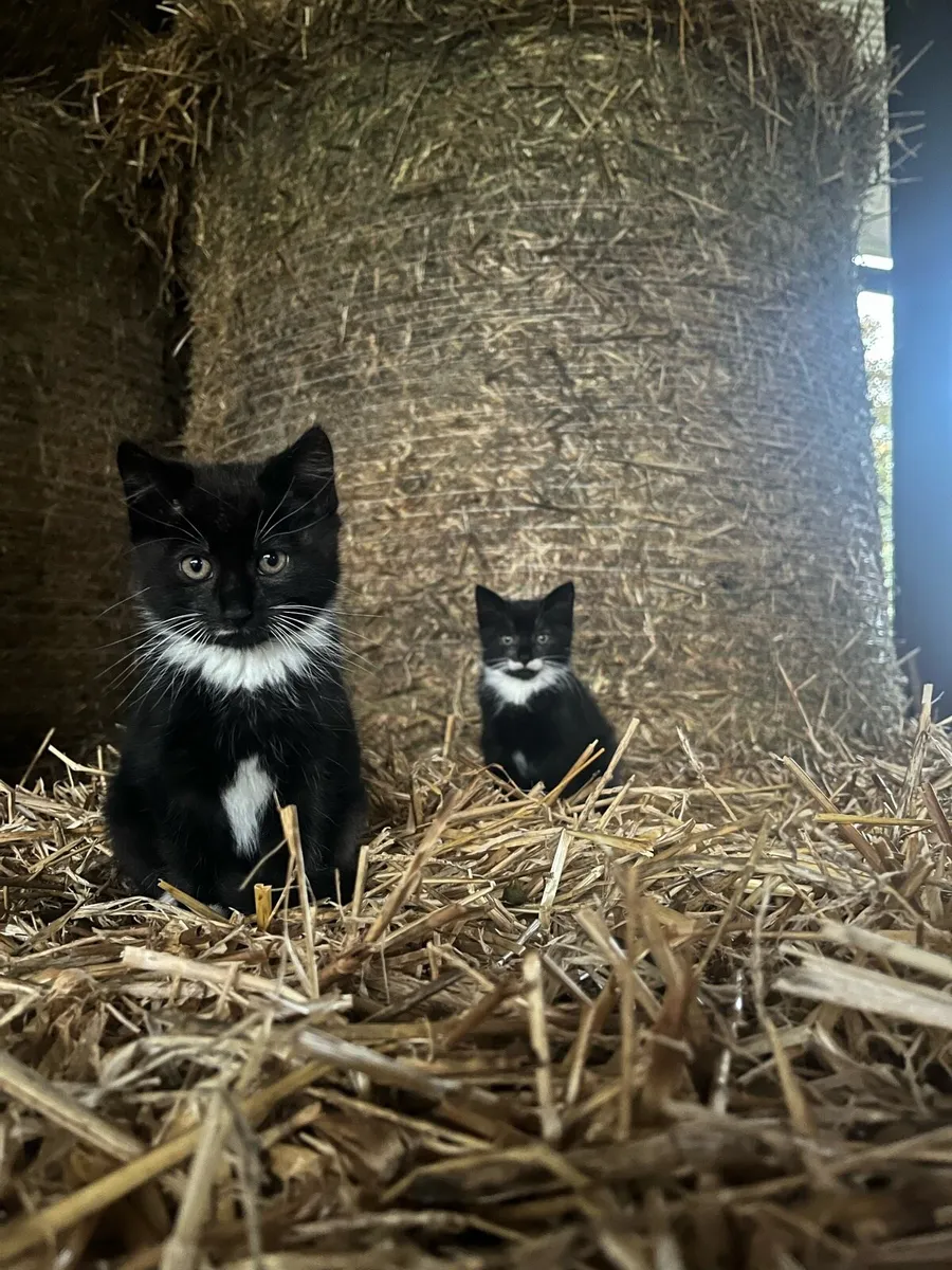 2 male kittens - Image 1