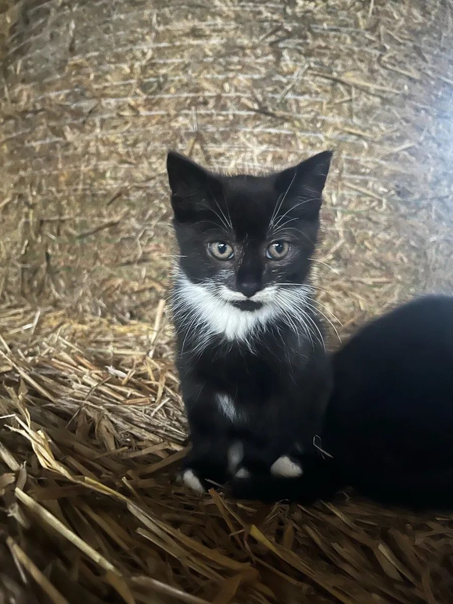2 male kittens - Image 2