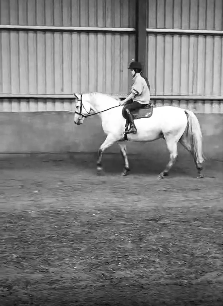 4yr old 148cm Connemara Pony - Image 2