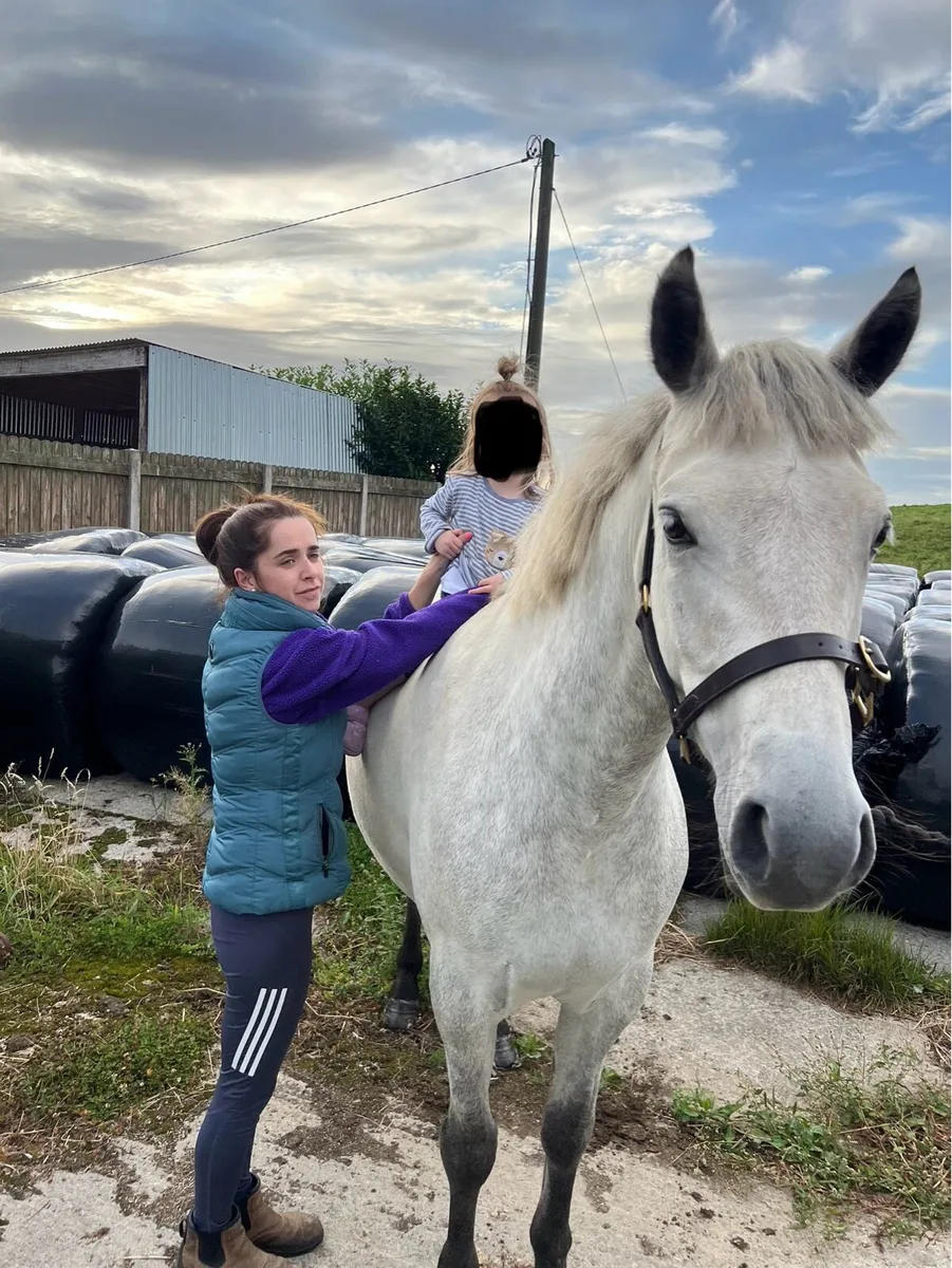 4yr old 148cm Connemara Pony - Image 3