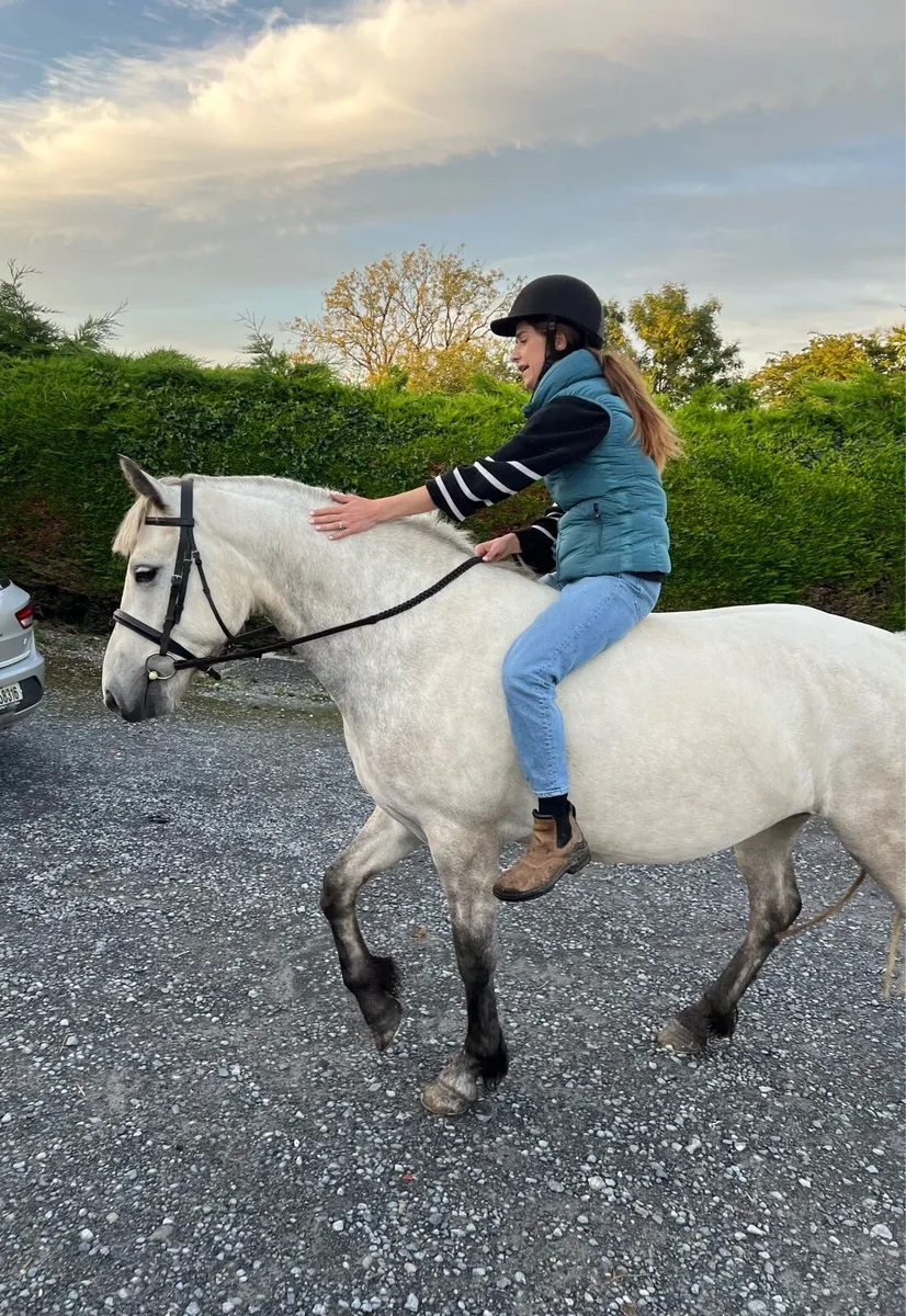 4yr old 148cm Connemara Pony - Image 4
