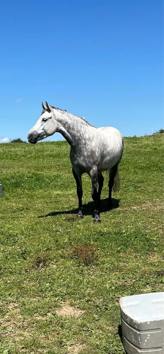 4yr old 148cm Connemara Pony - Image 4