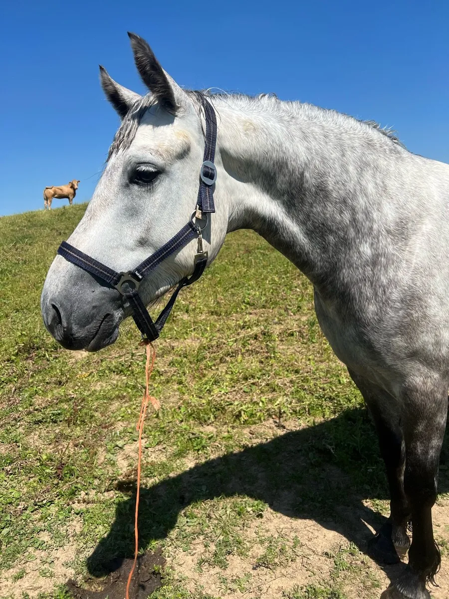 4yr old 148cm Connemara Pony - Image 1