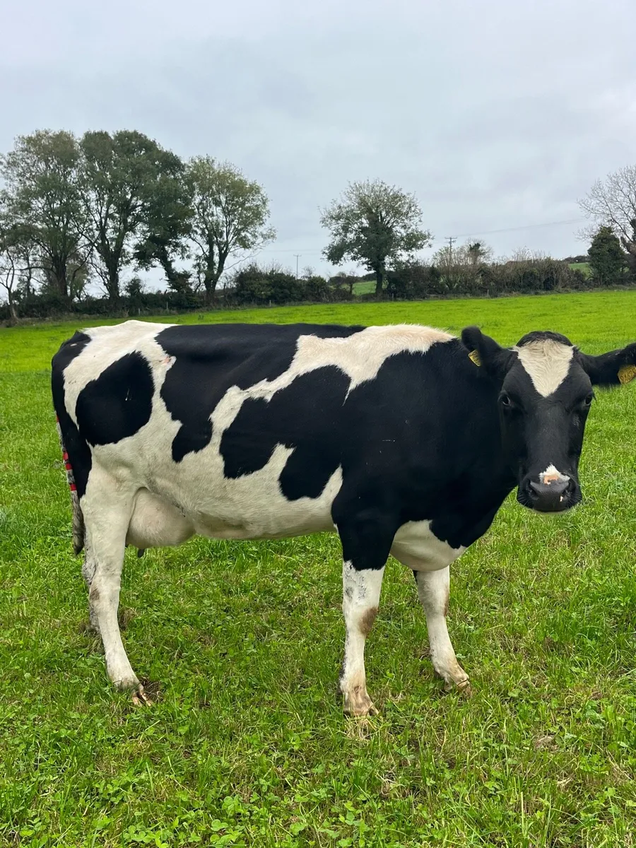 Empty milking cows - Image 1