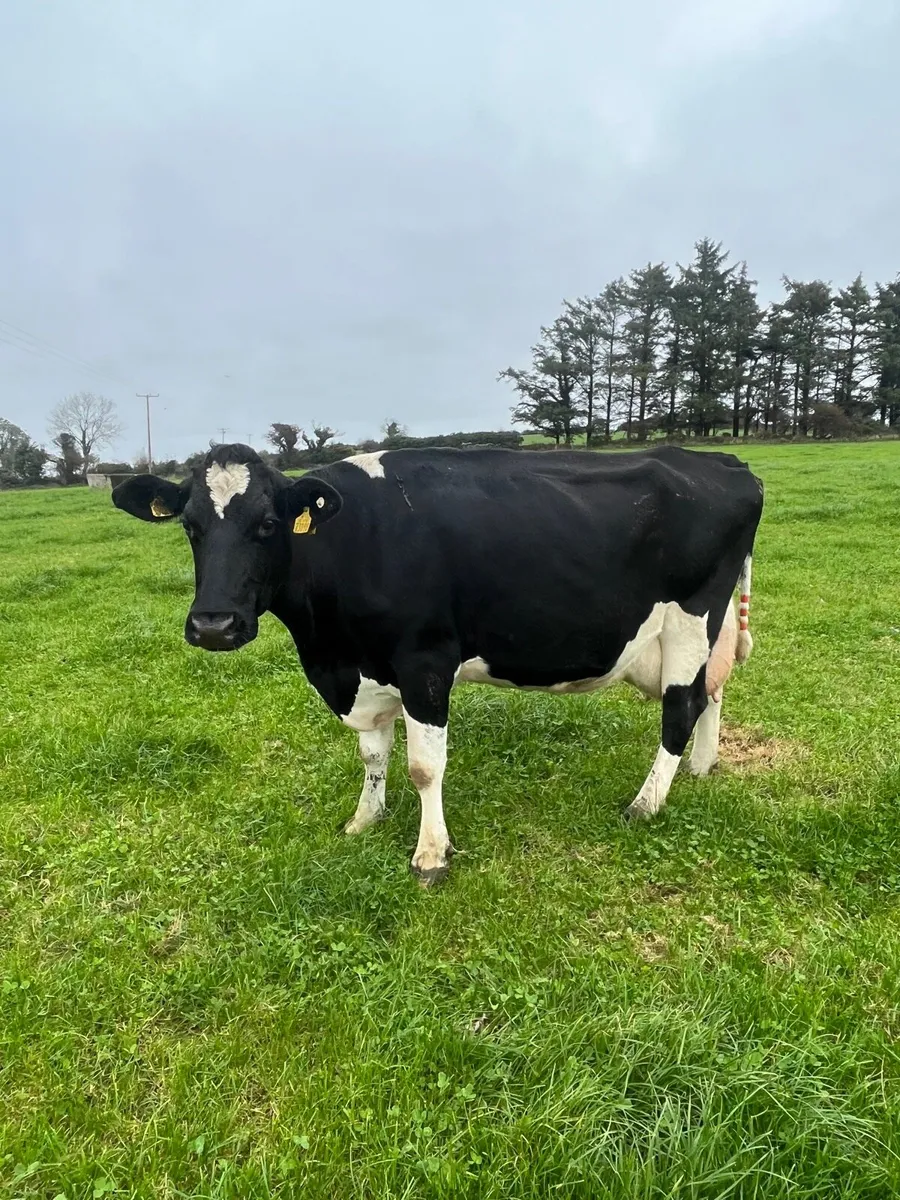 Empty milking cows - Image 3