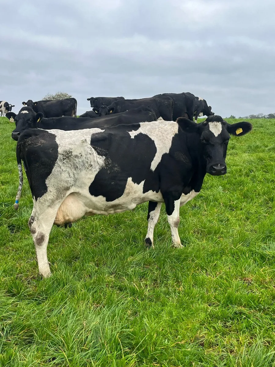 Empty cows - Image 1