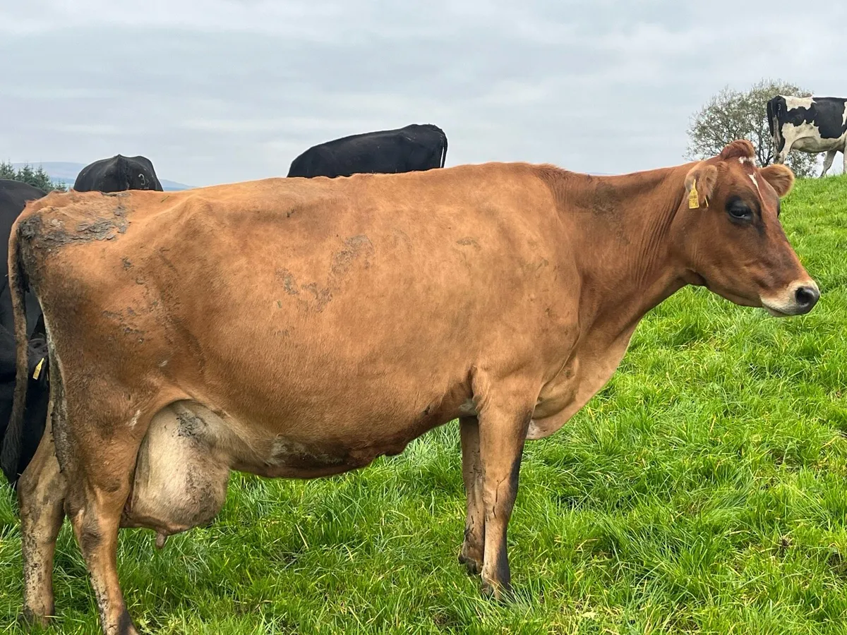 Empty cows - Image 2