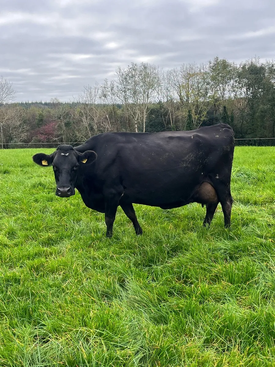 Empty cows - Image 3