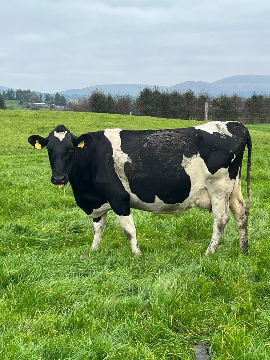 Empty cows - Image 4