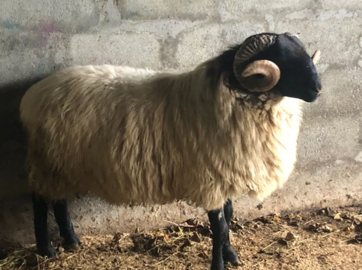 Mountain hogget ram - Image 1