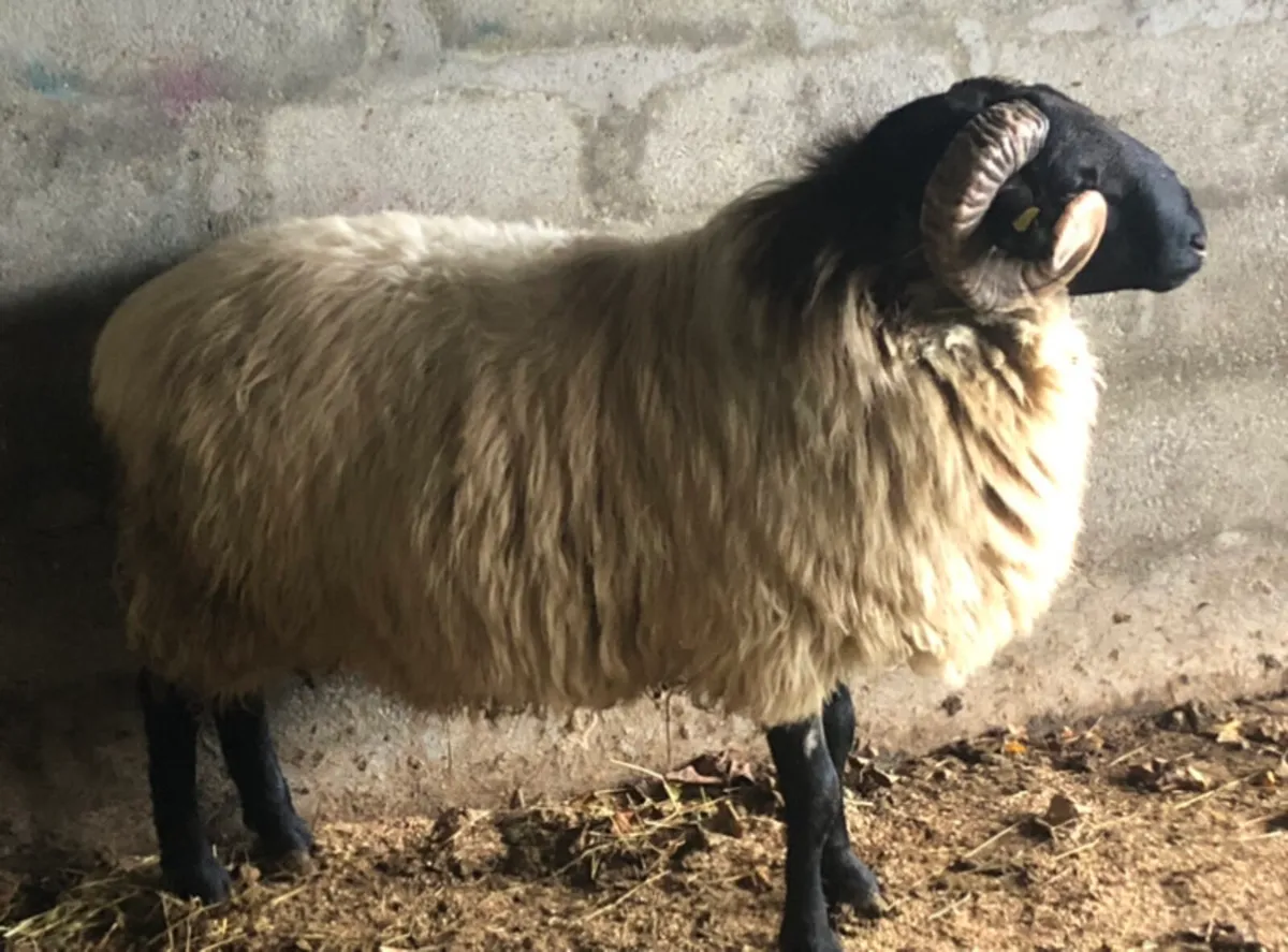 Mountain hogget ram - Image 2