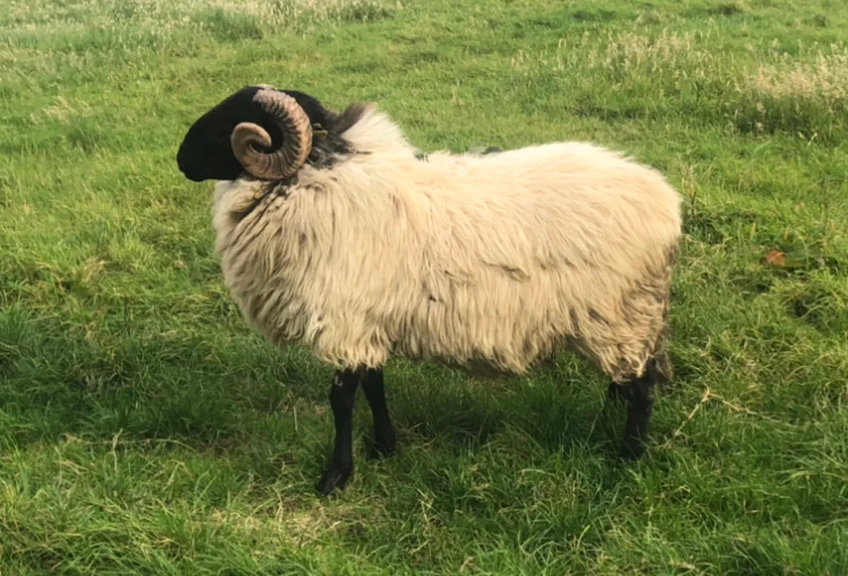 Mountain hogget ram - Image 3