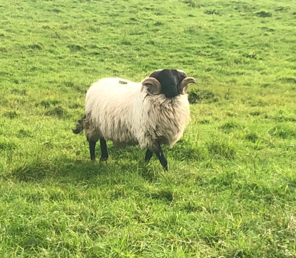 Mountain hogget ram - Image 4