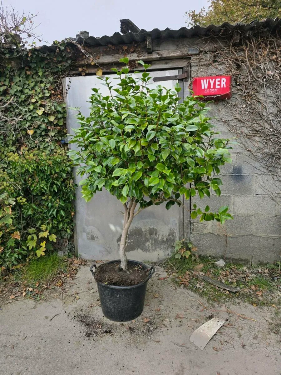Camellia plant - Image 1