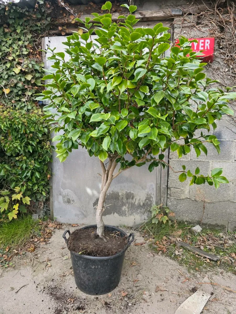 Camellia plant - Image 2