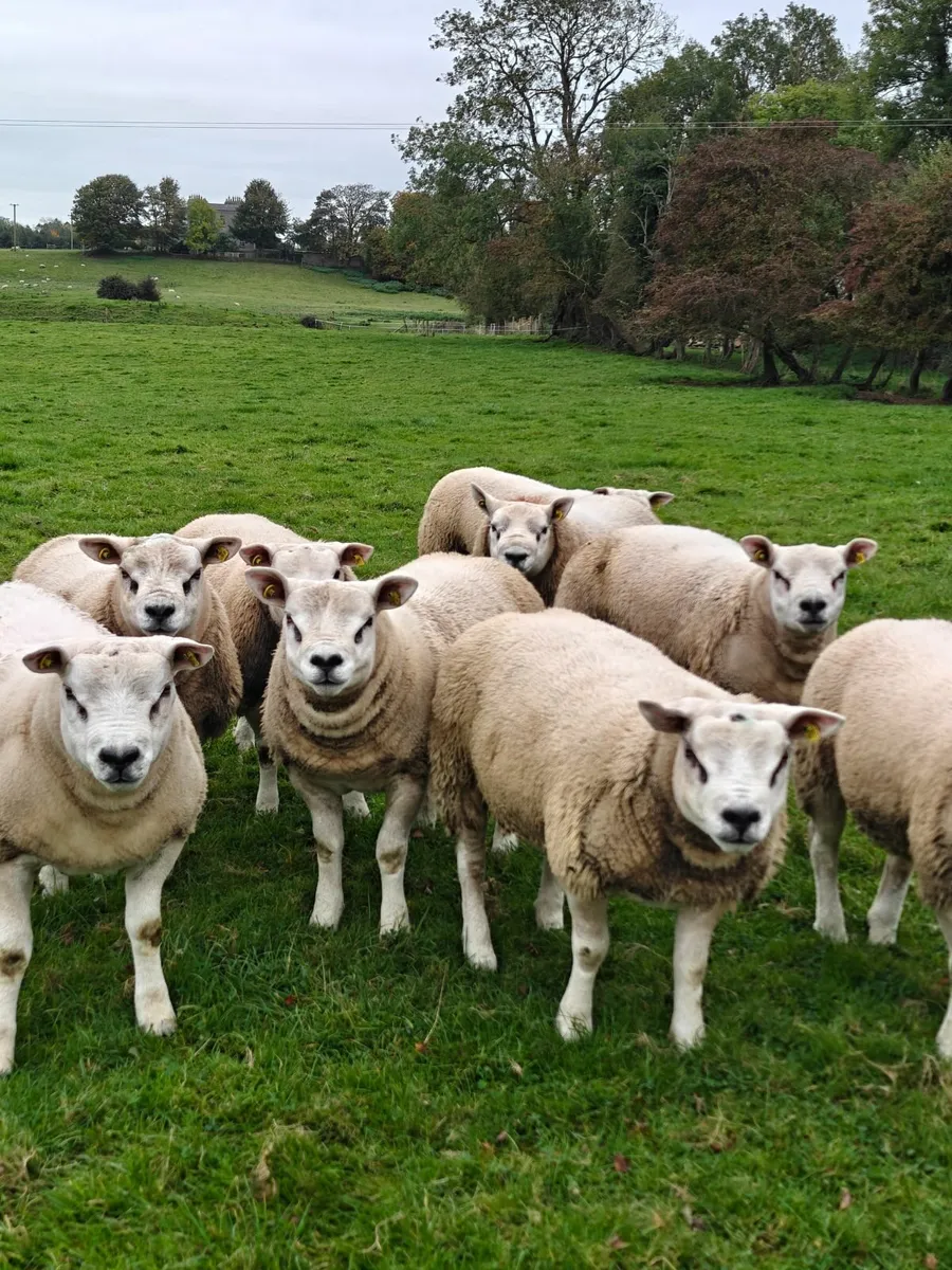Texel Ram Lambs - Image 1