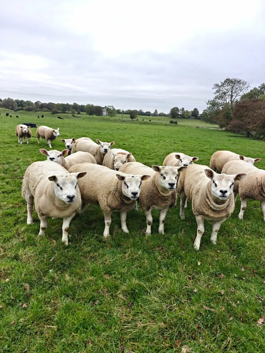 Texel Ram Lambs - Image 2