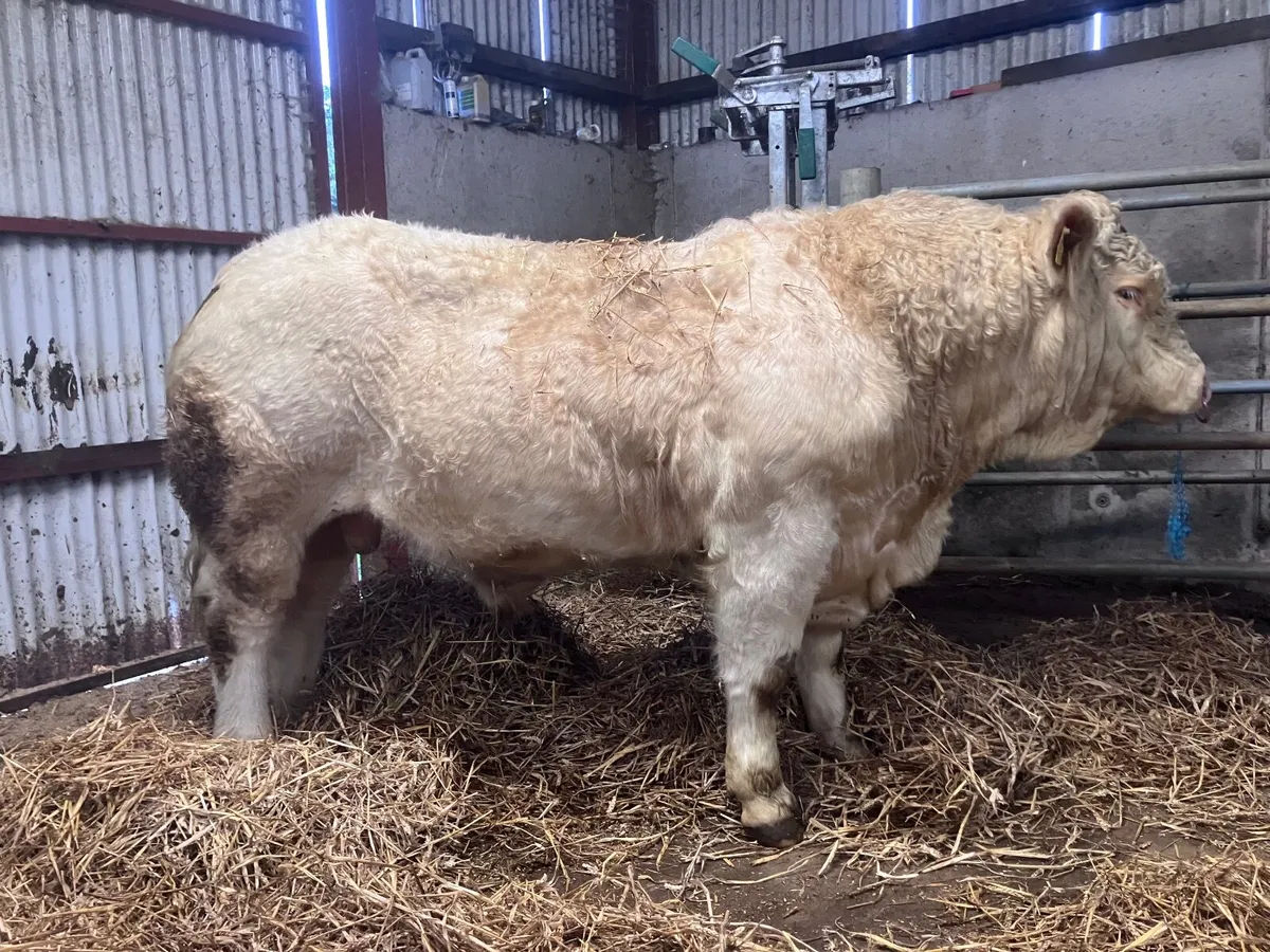 Bull - Image 2
