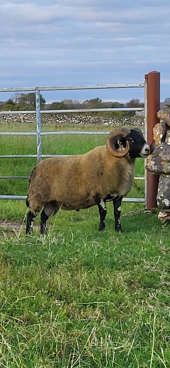 Lanark rams for sale - Image 1