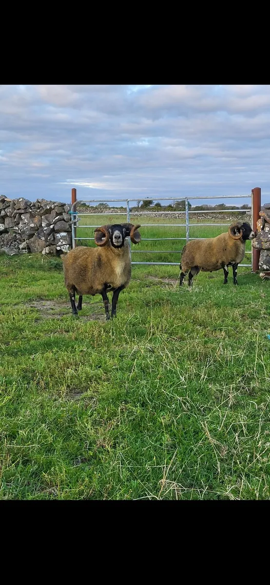 Lanark rams for sale - Image 2