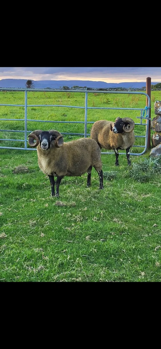 Lanark rams for sale - Image 3