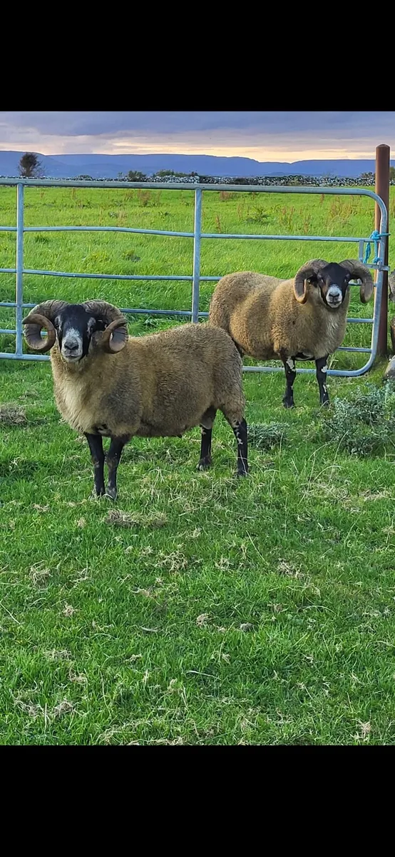 Lanark rams for sale - Image 4