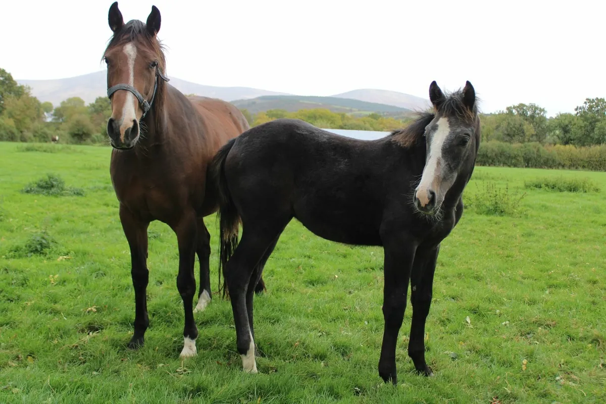 Colt foal by Caspar 232 - Image 2