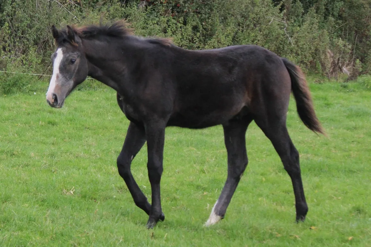 Colt foal by Caspar 232 - Image 3