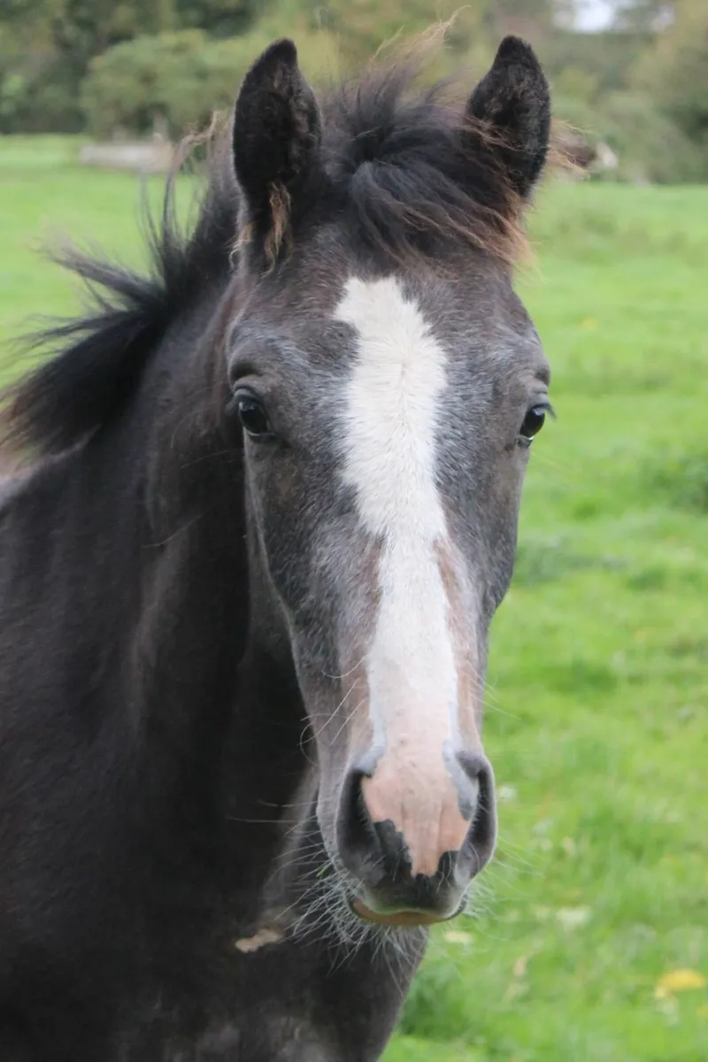 Colt foal by Caspar 232 - Image 4