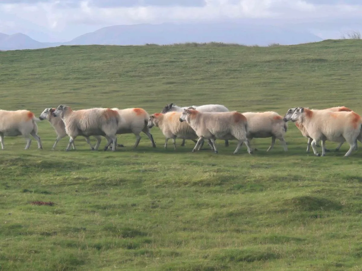 Cross breed hoggets - Image 1