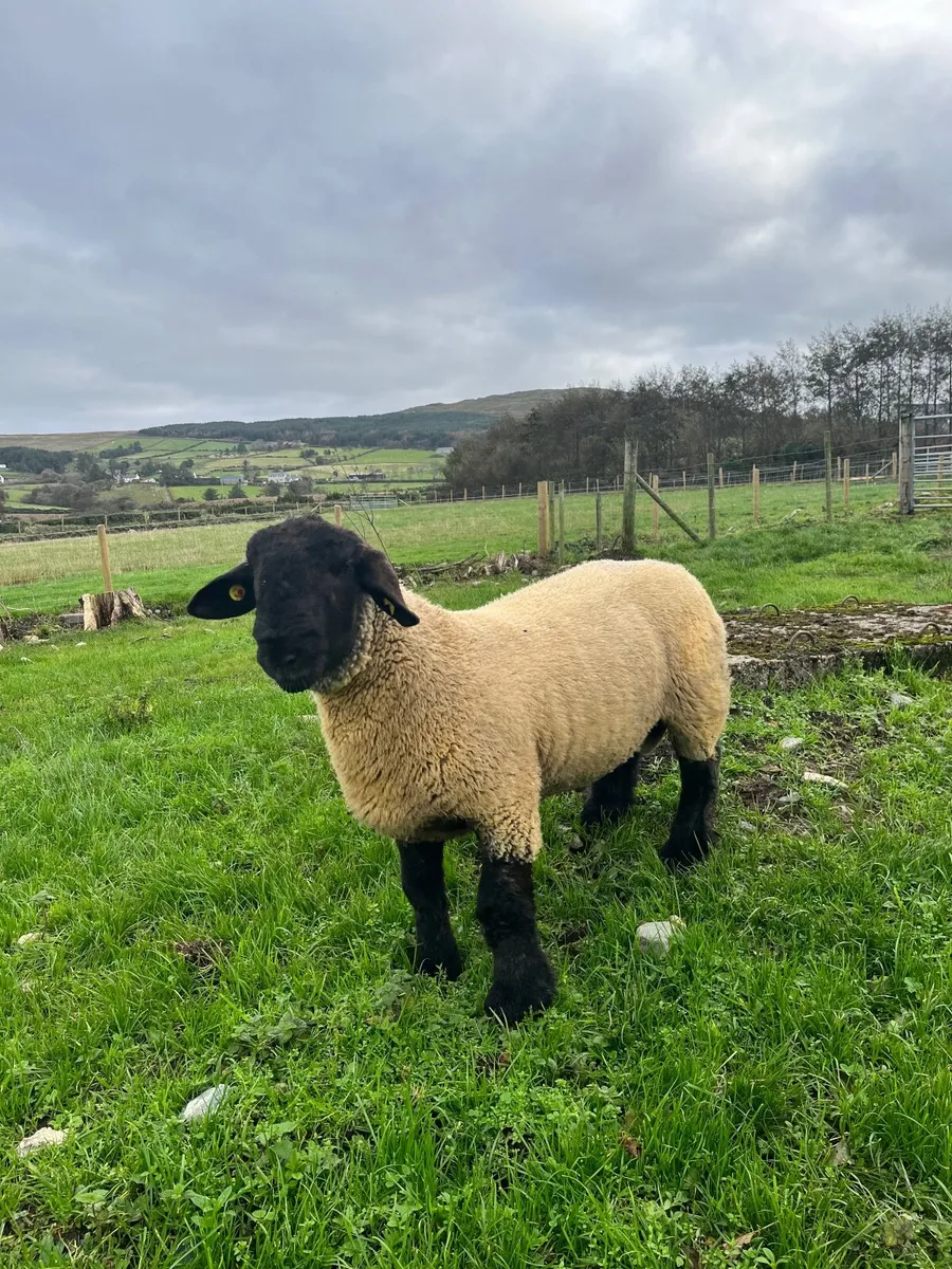 Rams - Image 1