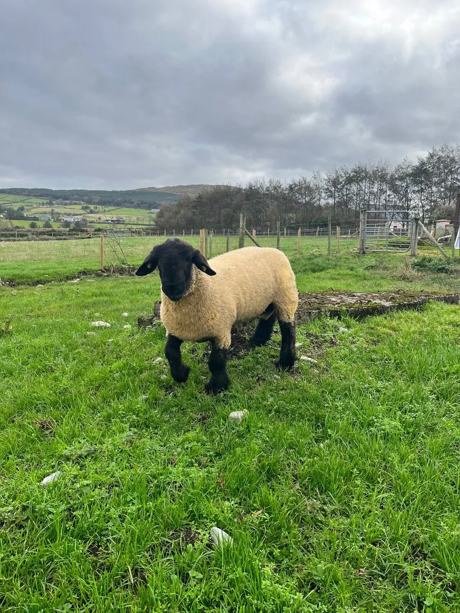 Rams - Image 2